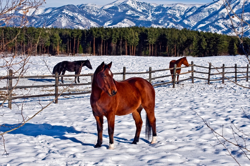 Three horses standing in a rustic corral on a ranch outside Bozeman, Montana